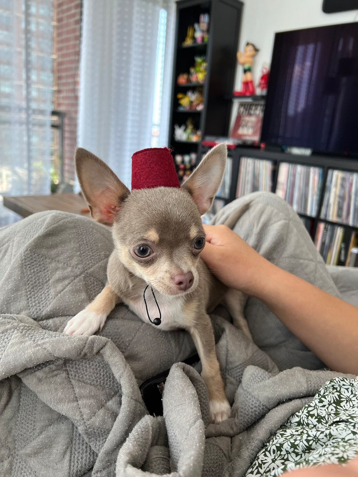 Customer photo of a pet with the Fez Hat mini small pet Cat Dog Hedgehog Vogue