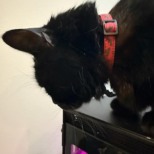 Kate さんが購入した商品の写真を追加しました