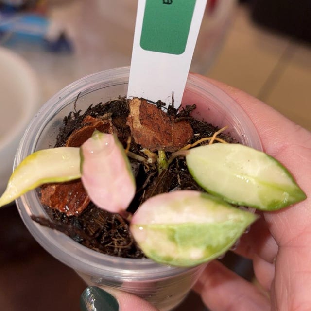 Hoya Kalimantan Mini Coin Splash - NOT Rooted Cutting - Etsy