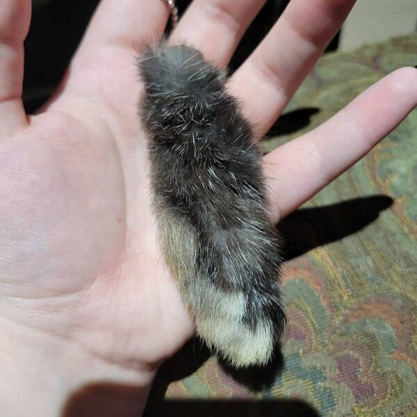 Rabbit Foot Keychain - Sustainably Sourced - Hind Foot - Etsy