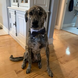 burgundy dog bow tie