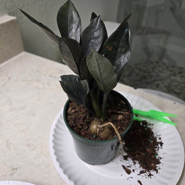 plantです United Nursery ZZ Plant Zamioculcas Zamiifolia Zanzibar Gem