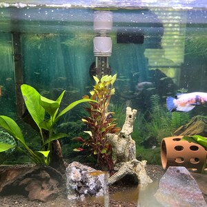 Betta Sleeping & Relaxation Tube. Hideout Tube for Betta to