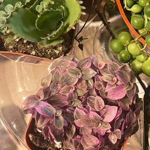December added a photo of their purchase