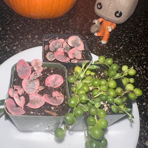 Danielle added a photo of their purchase