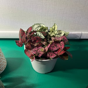 molly added a photo of their purchase