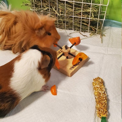 View of Guinea Pig Twister Feeder Toy, Guinea Pig Wheel, Guinea Pig Food Holder ...
