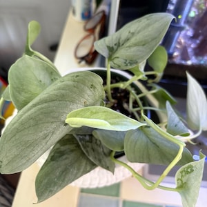 Susie added a photo of their purchase