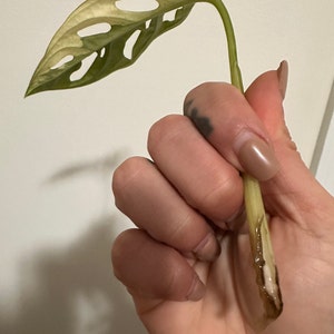 Cleo ha añadido una foto de su compra