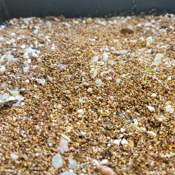 50 Rare Purple Teddy Bear Sunflower Seeds – Non-GMO Heirloom, Easy Grow, Full Sun Annual