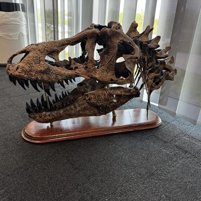 手作りのティラノサウルスの頭蓋骨化石レプリカ – 博物館級の恐竜彫刻