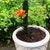 Clivia Clivia Miniate Bush Lily Natal Lily Foliage Plants clivia-clivia-miniate-bush-lily-natal-lily-foliage-plants