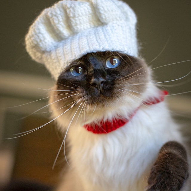 Chef Cat Costume Hat and Red Scarf Chef Pet Halloween Etsy