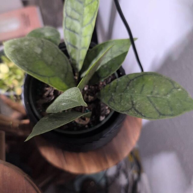 Hoya sp. Kalimantan UT-158 - Veiny Hoya - Crocodile Hoya - Live