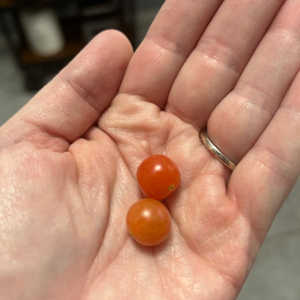 25 Sweety Drop Pepper Seeds, Heirloom Red Biquinho Seeds, Brazilian