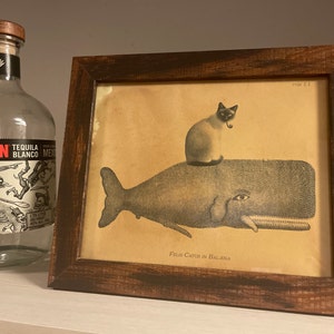 Cat Riding Moose Abyssinian Cat Riding Moose Vintage Collage | Etsy