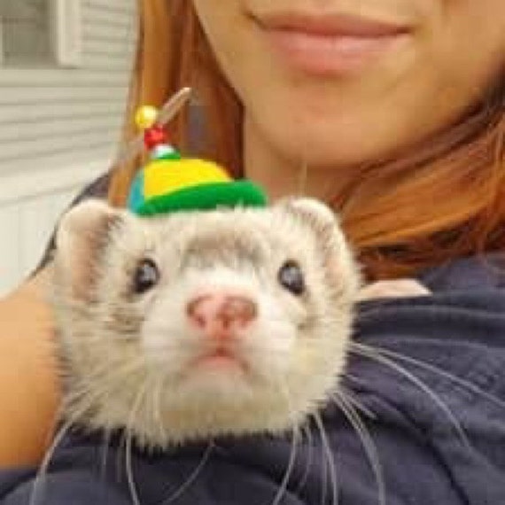 Customer photo of a pet with the Beanie Hat / Propeller Helicopter hat for Cat