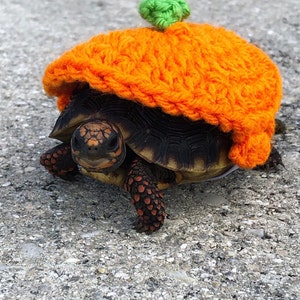 Apple tortoise costume tortoise halloween costume tortoise hat