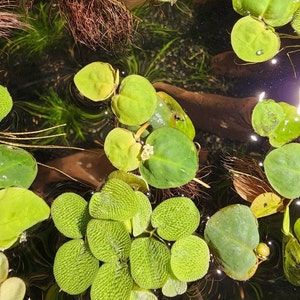 Kiersten hat ein Foto des gekauften Artikels hinzugefügt