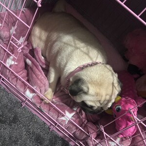 Acquirente Etsy ha aggiunto una foto del proprio acquisto