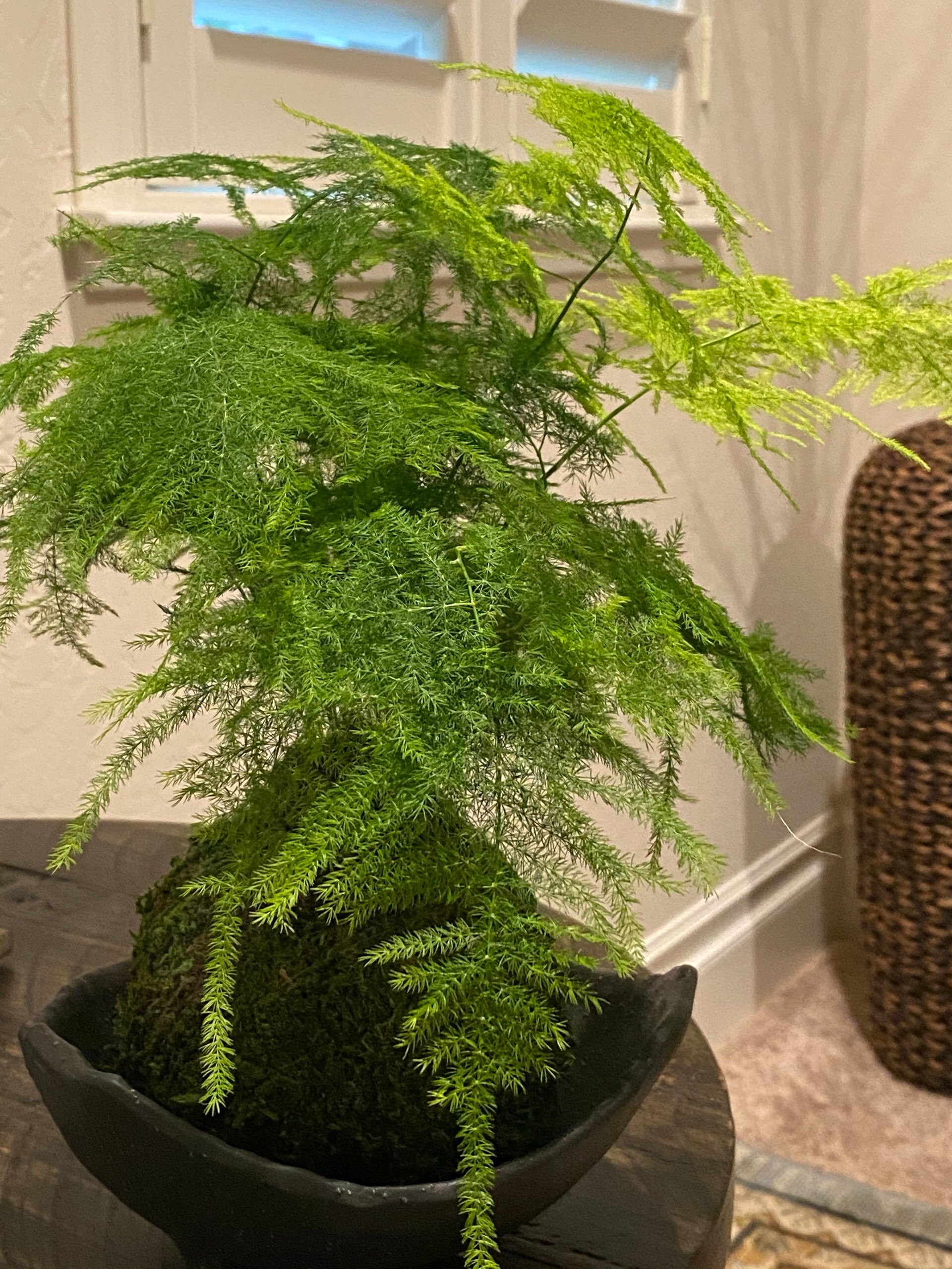 Medium Size Asparagus Fern Kokedama Bonsai Moss Ball Etsy