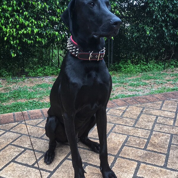 Bestia Genuine Leather Dog Collar with Screw Spikes and Soft Leather Cushion. Wide. Durable. Longlasting. Padded. Pitbull. Bulldog. Bully. APBT. Rottweiler. Cane Corso. Handmade in Europe! main image 1