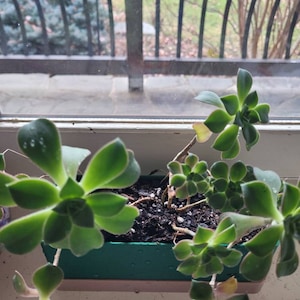 Susan added a photo of their purchase