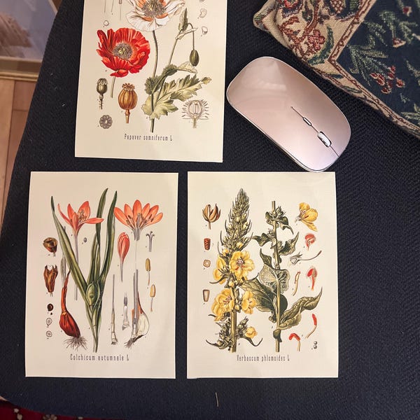 Vintage Botanical Print Set, Customizable Sizes, Set of Three Giclée ...