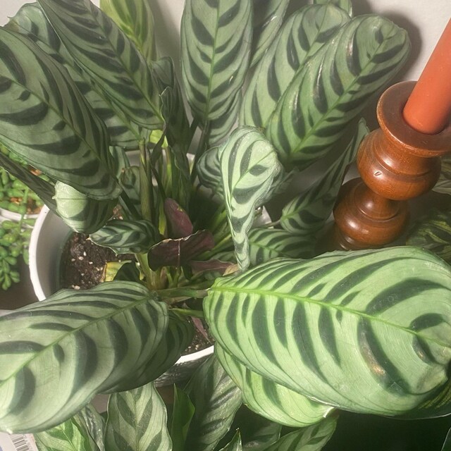 hey cactus Fairy Castle Cactus – Hey Rooted