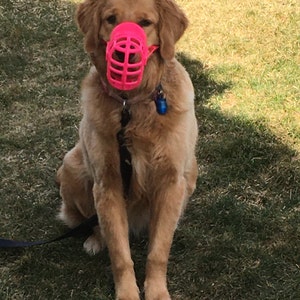 muzzle