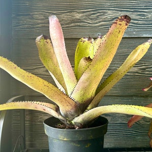 Neoregelia Carcharodon 'rainbow' 9