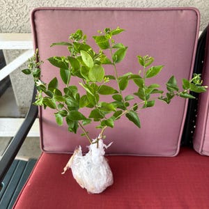 AGATHA added a photo of their purchase