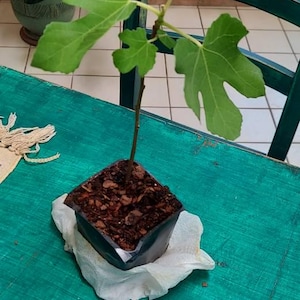 Taina ha añadido una foto de su compra