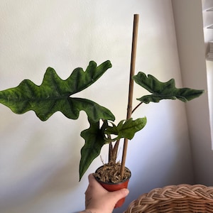 Spencer ha añadido una foto de su compra