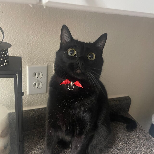 Gothic CAT Collar With Red Bat Wings and Breakaway System Vegan
