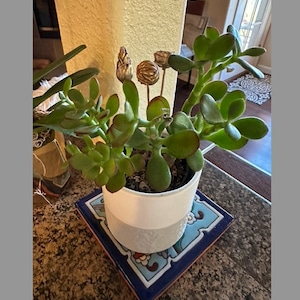 Evelyn added a photo of their purchase