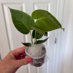 Elizabeth added a photo of their purchase