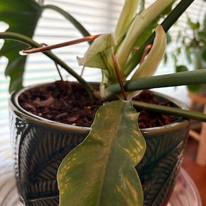 Tami added a photo of their purchase