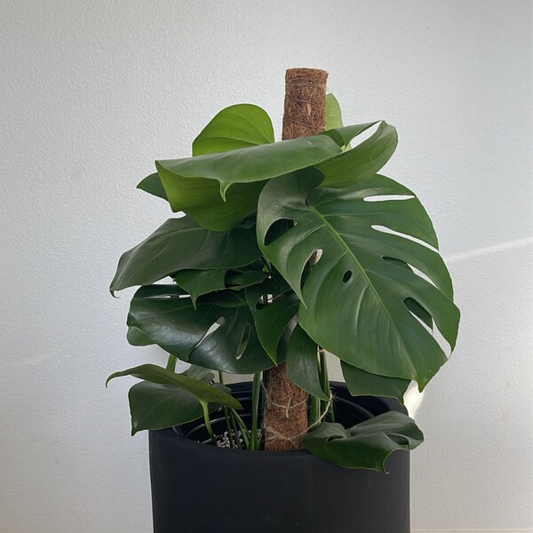 MONSTERA THAI CONSTELLATION