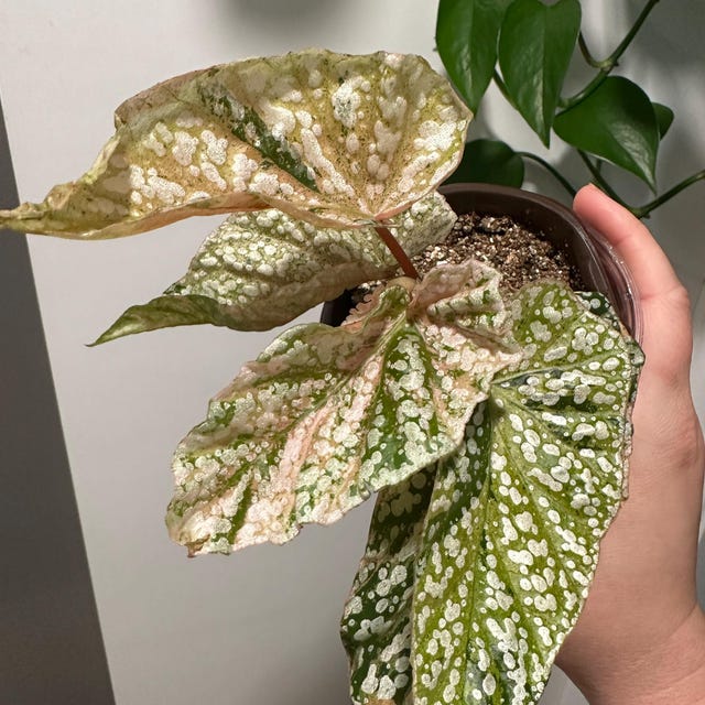 Extremely Rare Pink Variegated Snow Capped Begonia - 4'' Pot