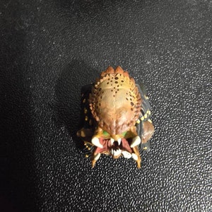 nicolusgranger added a photo of their purchase