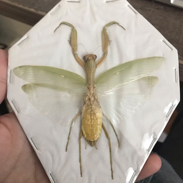 Assorted Bugs Insects Specimen Wholesale Mix Lot Bulk - Etsy