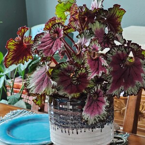 Peperomia 'ruby Ripple' - Etsy