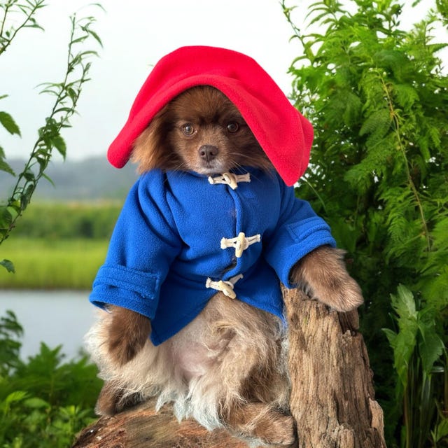 Dog paddington costume discount