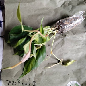 Paula added a photo of their purchase
