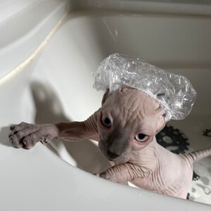 hairless cat shower cap