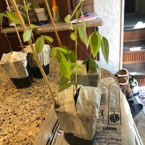 Comprador de Etsy ha añadido una foto de su compra