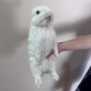 Single-head White Rabbit Taxidermy – Exquisite Vintage Snow White