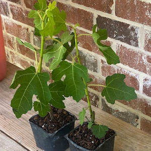 Kenny ha añadido una foto de su compra