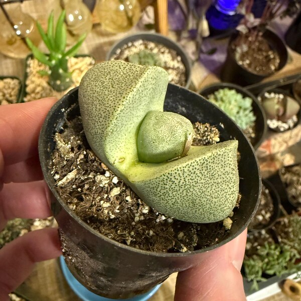 Fire Stick Cactus 6 Inch Sticks on Fire Cactus Tirucalli Live Cacti ...